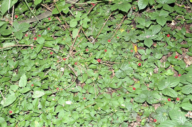 IMGP0024_Fraise des indes.JPG